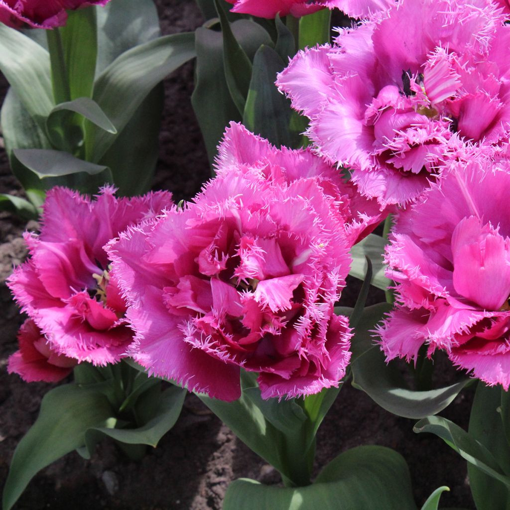 Tulipe dentelée double Match Point