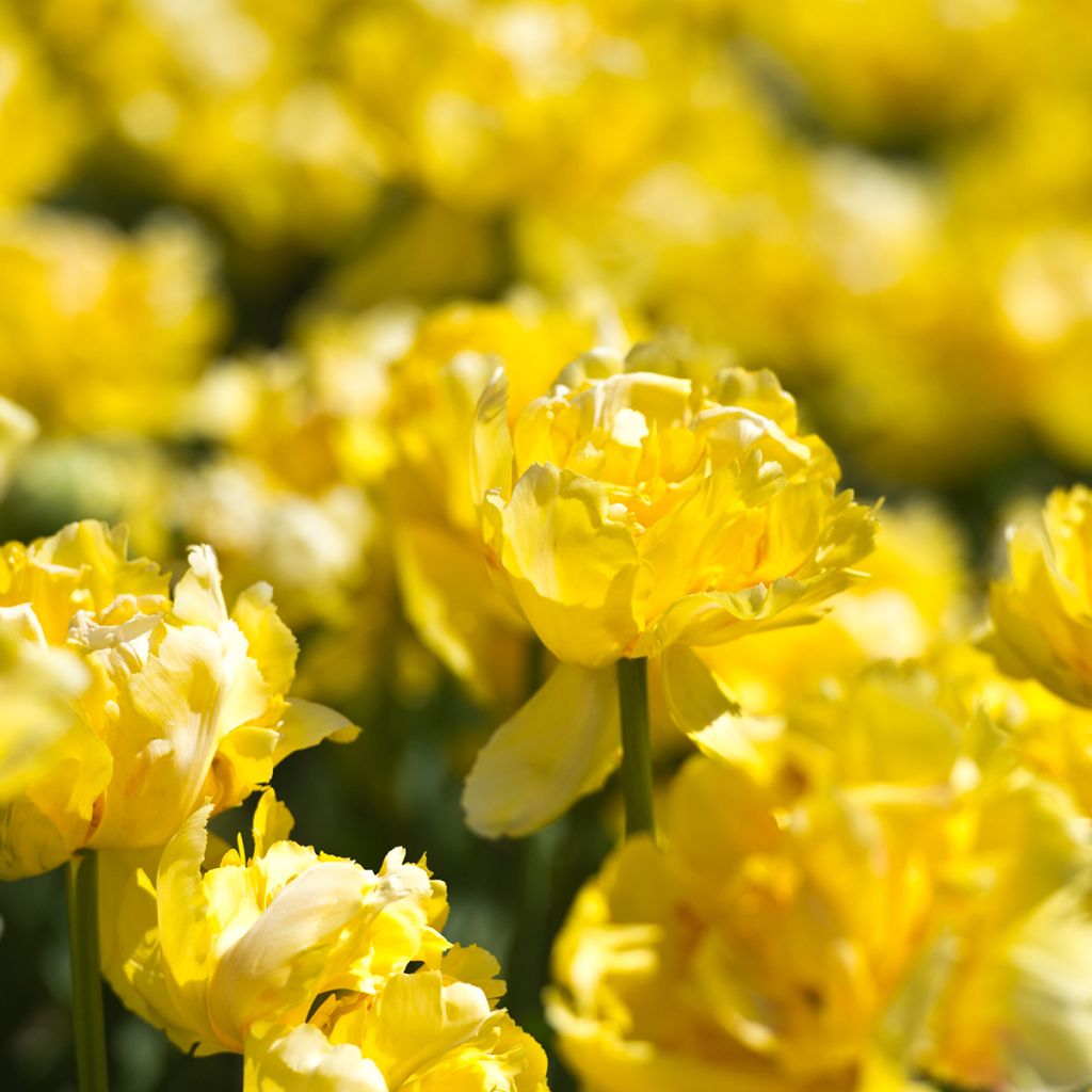 Tulipe double hâtive Yellow Margarita