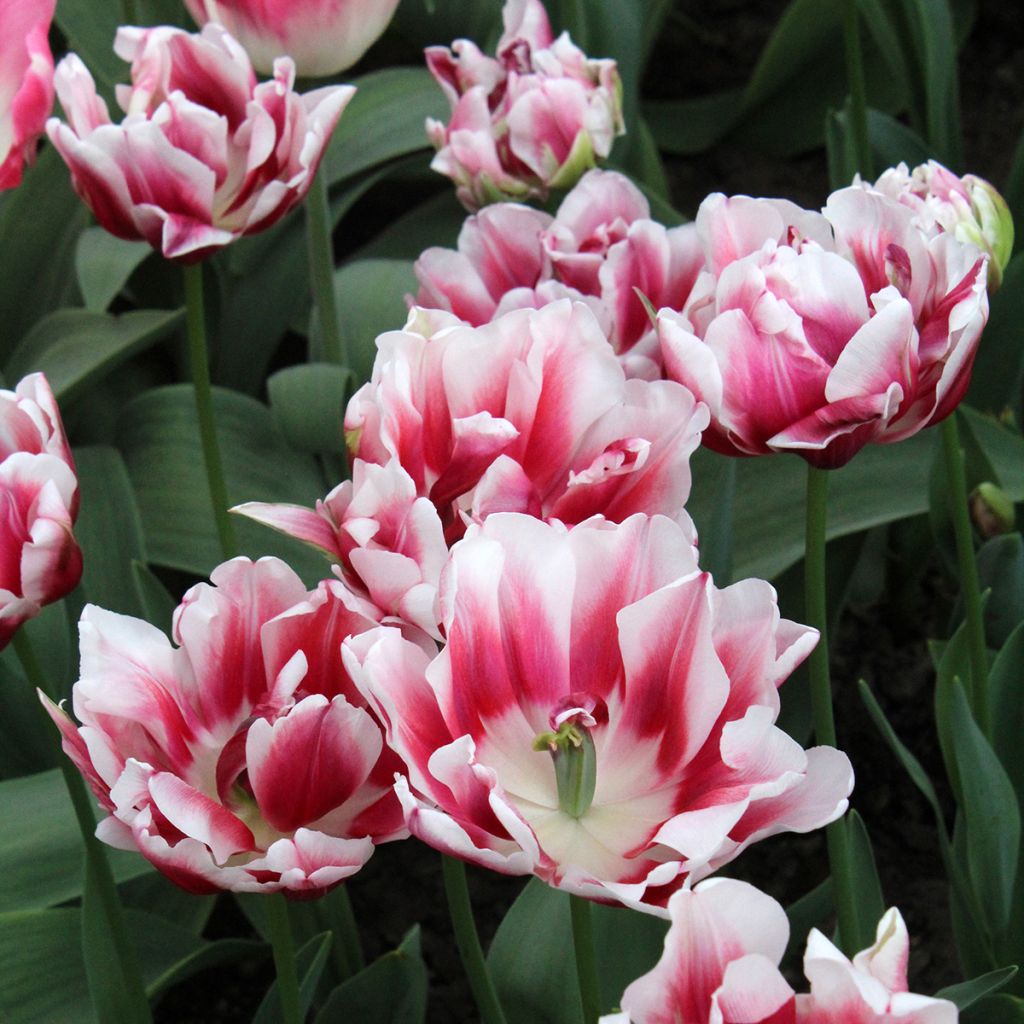 Tulipe double hâtive Fantasy Lady