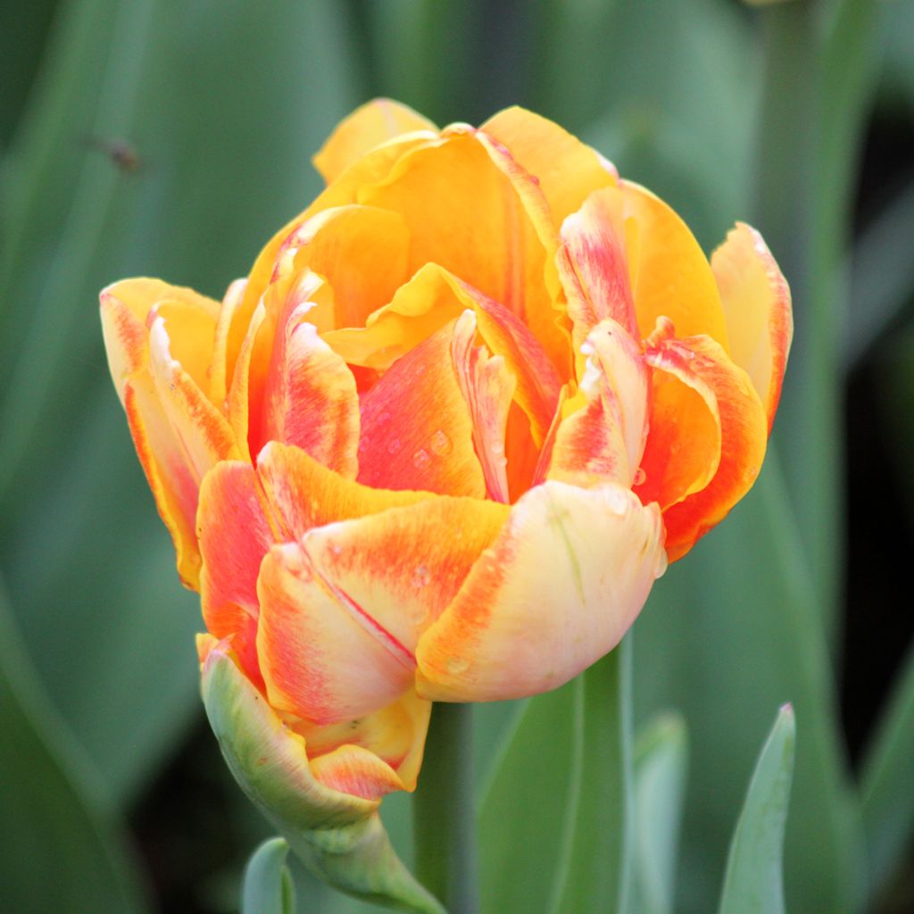 Tulipe double hâtive Foxy Foxtrot