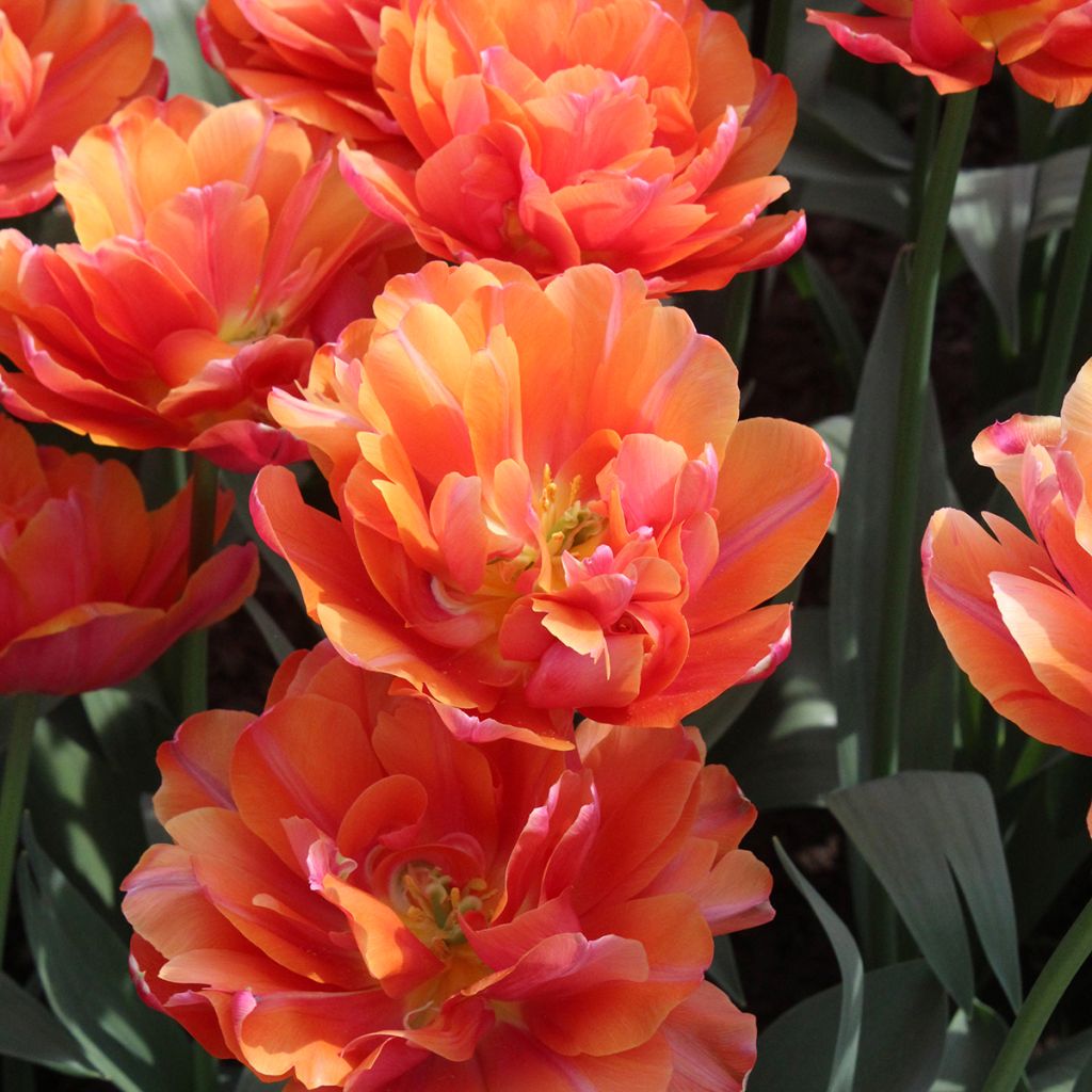Tulipe double hâtive Orca