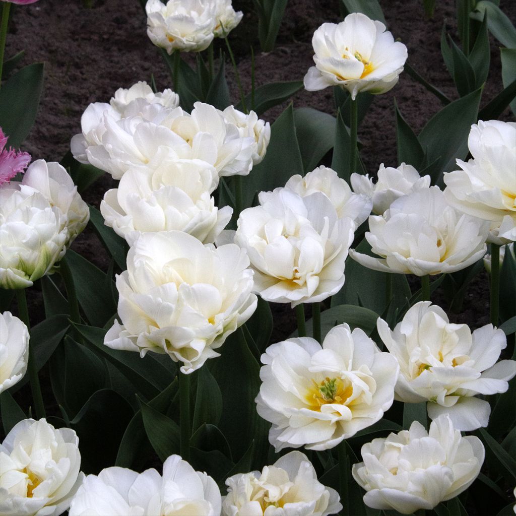 Tulipe double tardive Cool 