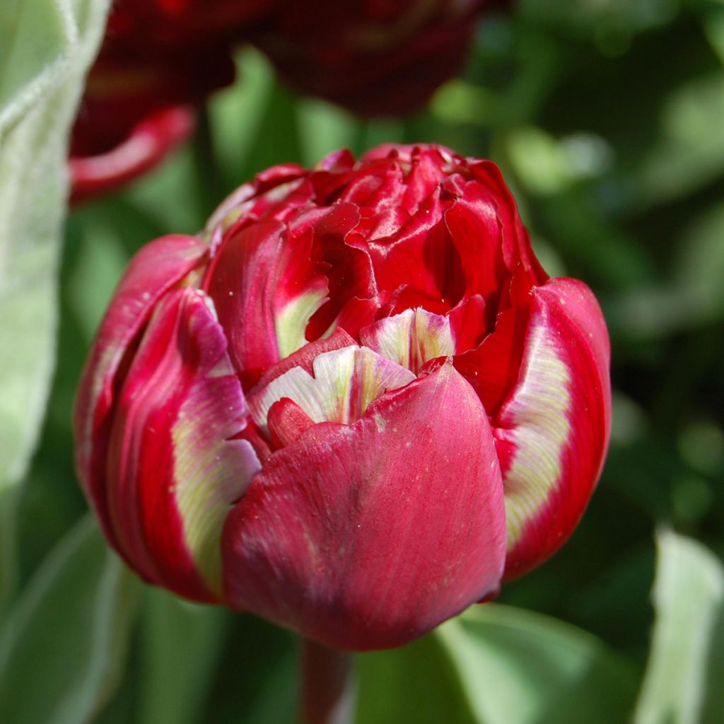Tulipe double tardive Oncle Tom - Tulipe à fleurs de pivoine