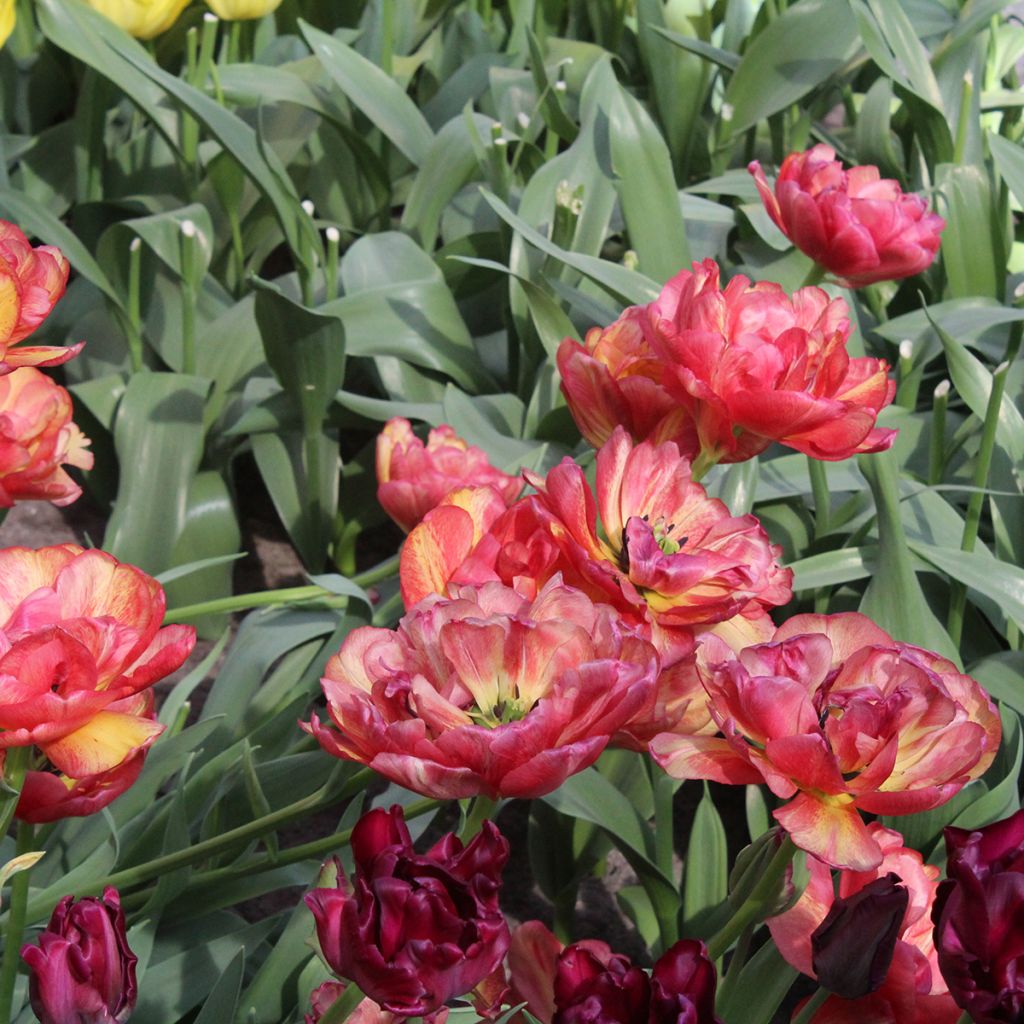 Tulipe double tardive Sundowner