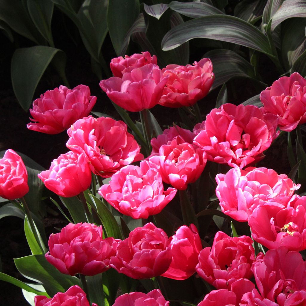 Tulipe double tardive Sunset Tropical*