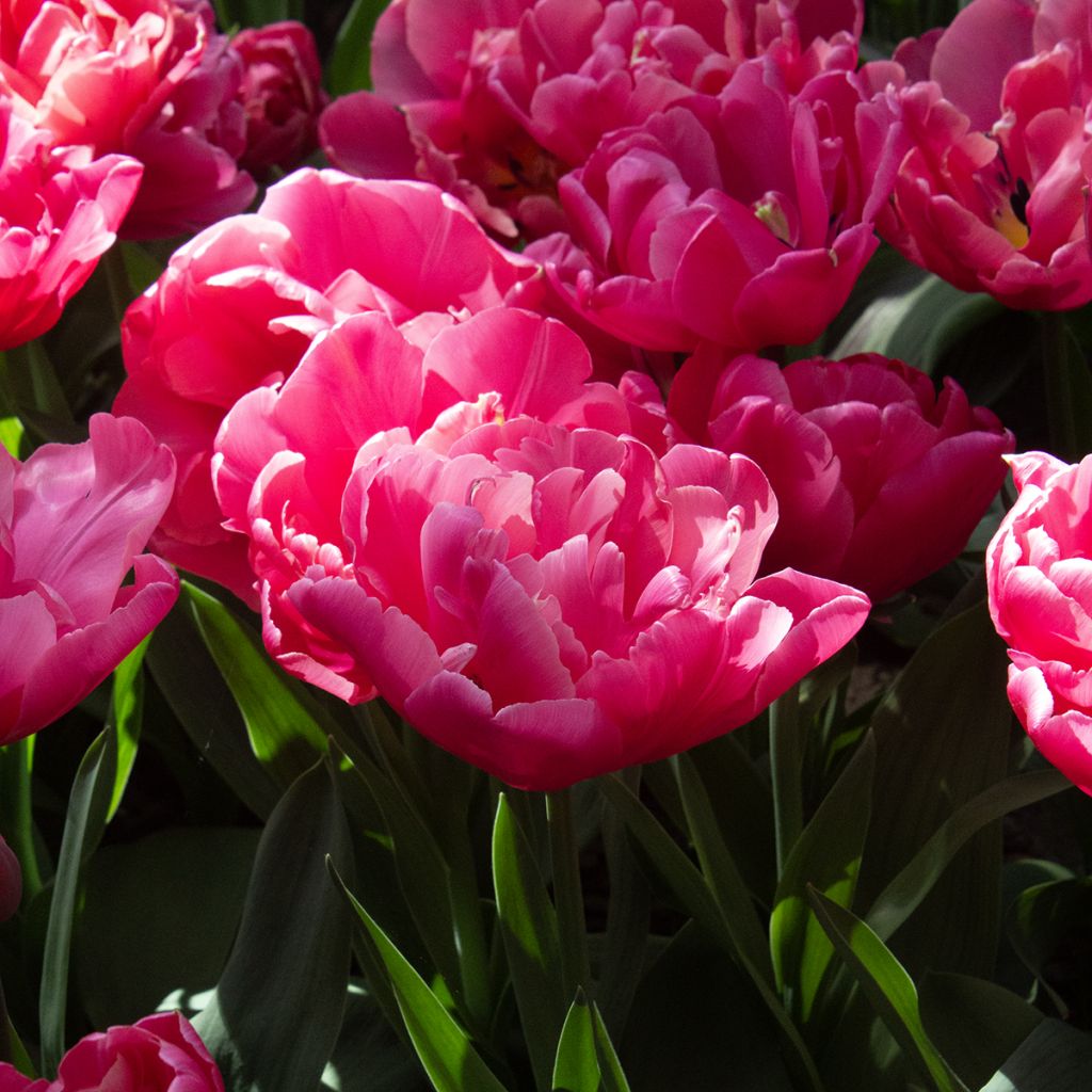Tulipe double tardive Sunset Tropical*