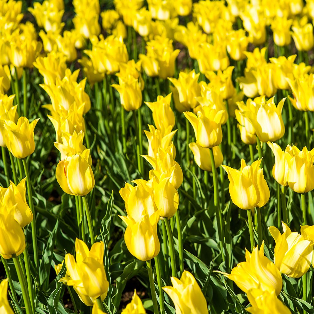 Tulipe fleur de Lys Ballade Gold