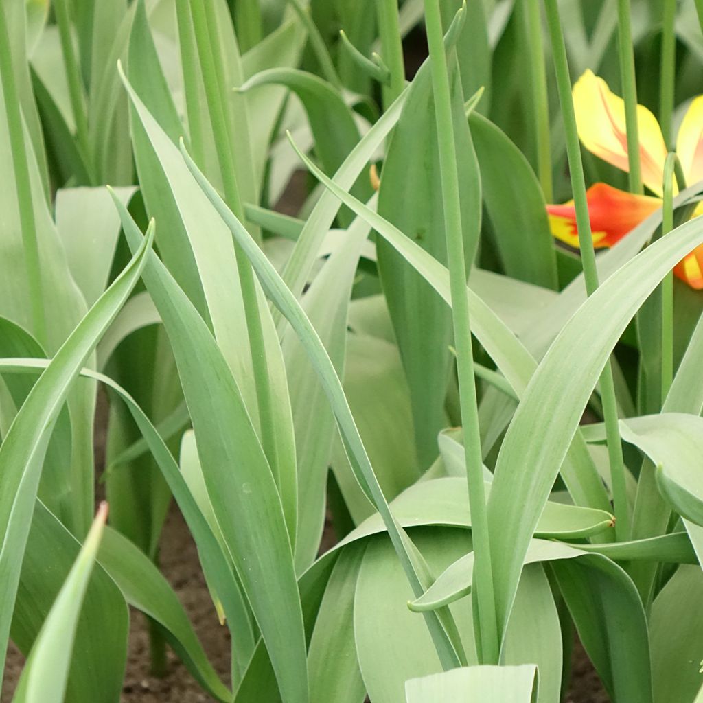 Tulipe fleur de lis Fire Wings