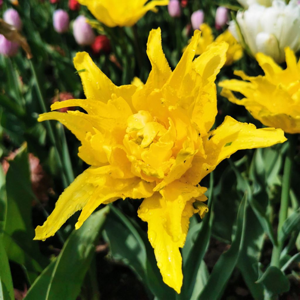 Tulipe fleur de lis Yellow Spider