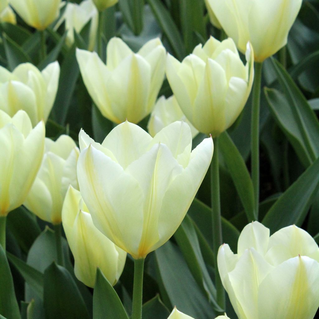 Tulipe fosteriana Purissima