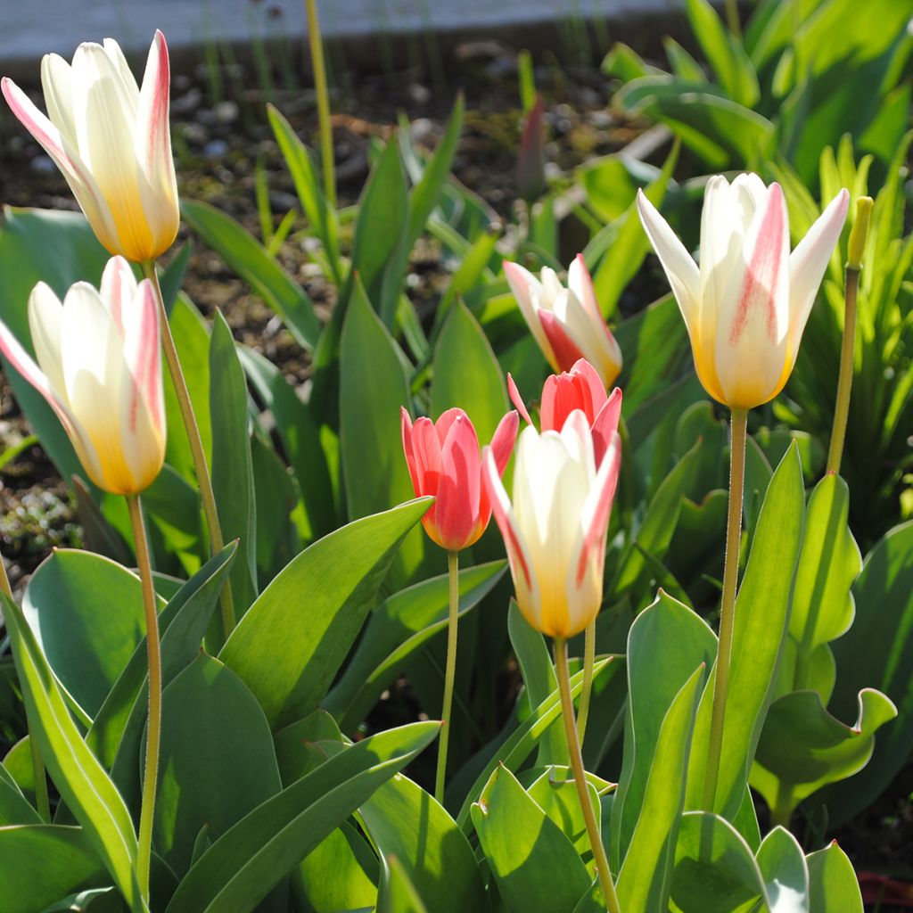 Tulipe kaufmanniana Hope