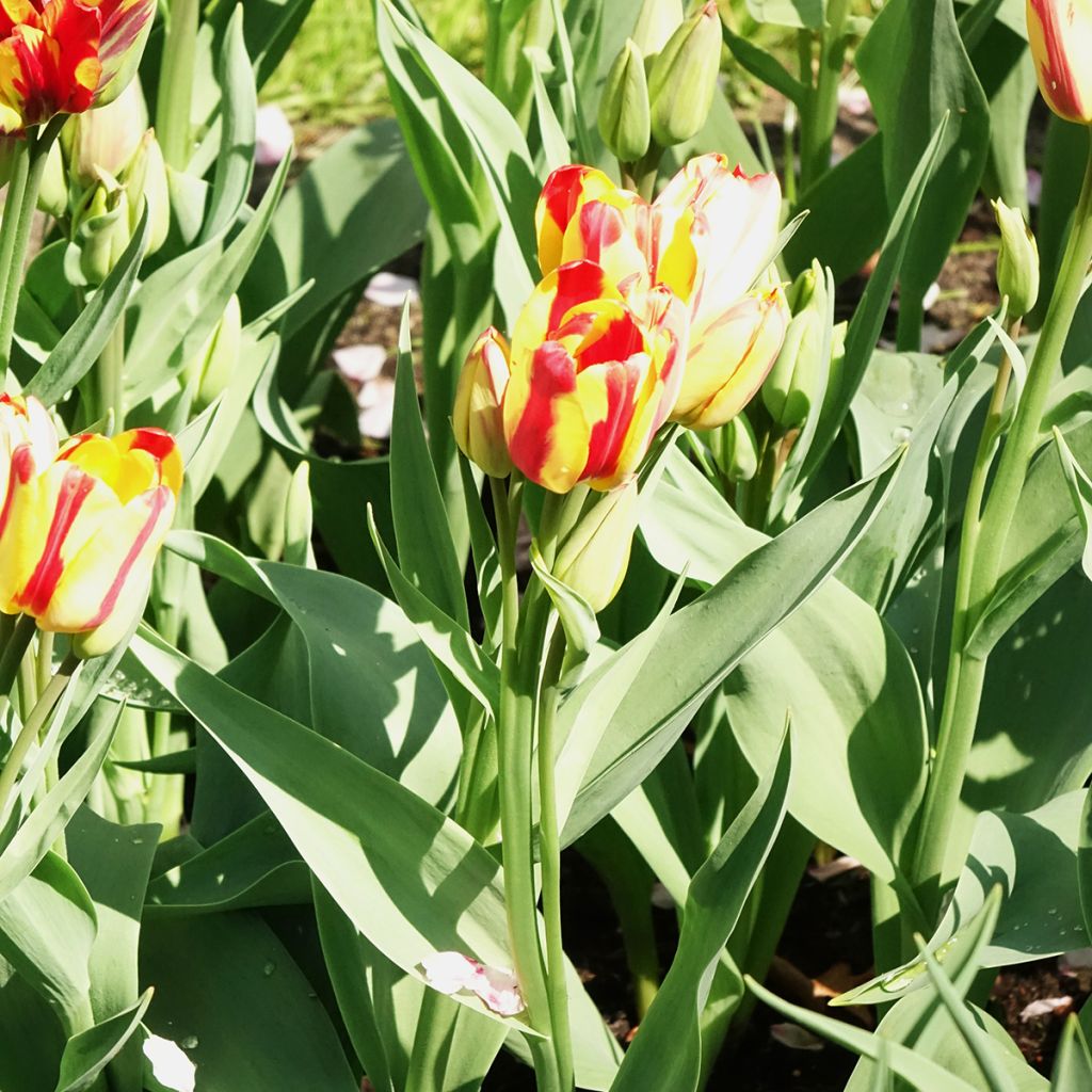 Tulipe pluriflore Sunshine Club