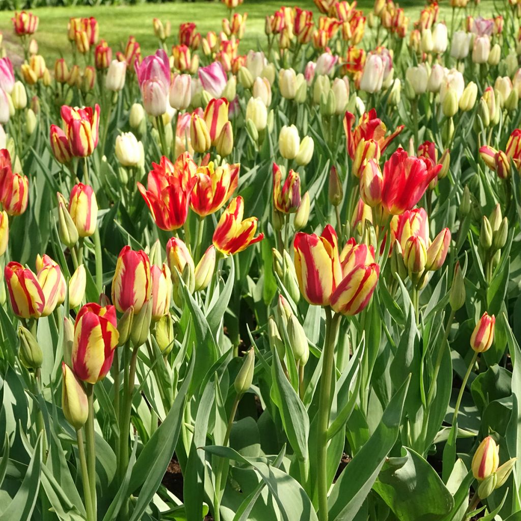 Tulipe pluriflore Sunshine Club