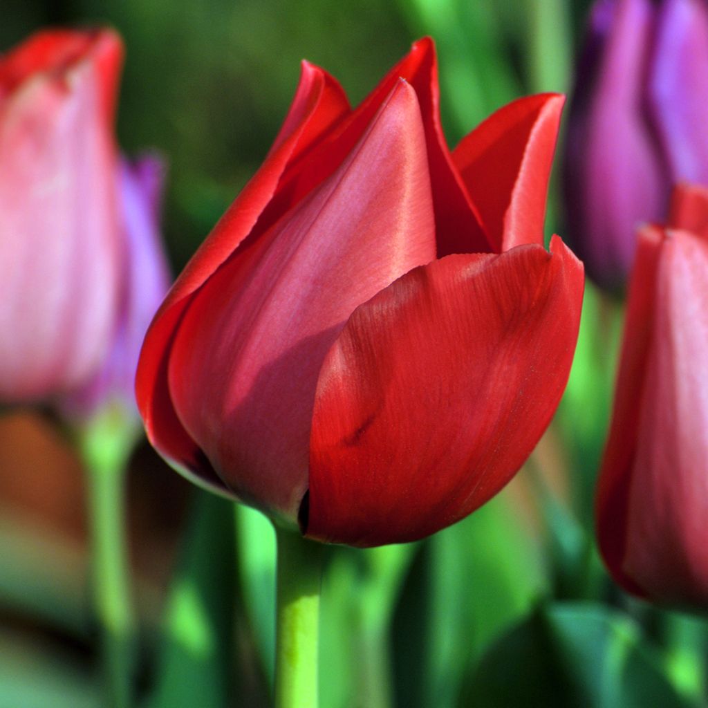 Tulipe simple hâtive Christmas Carol