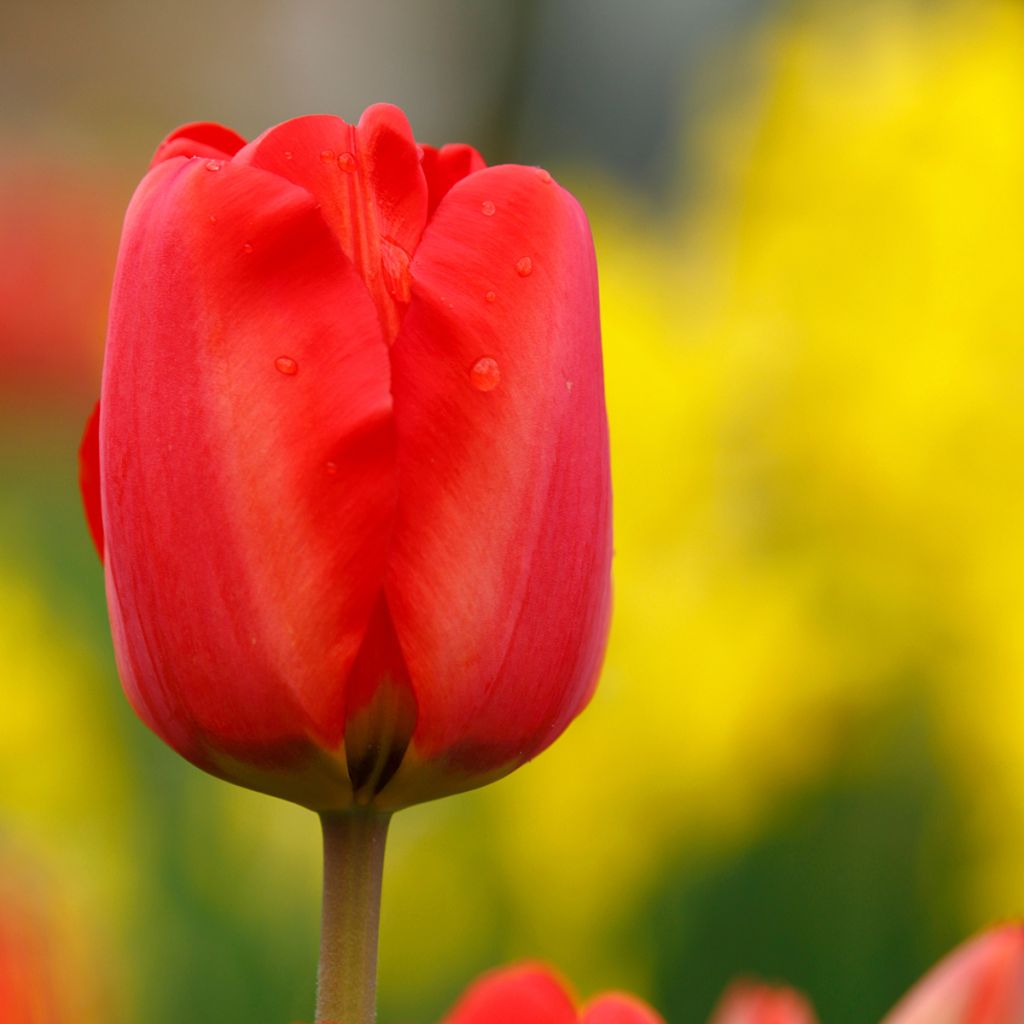 Tulipe simple hâtive Paradiso