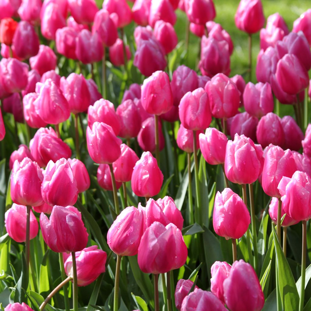 Tulipe simple hâtive Aafke