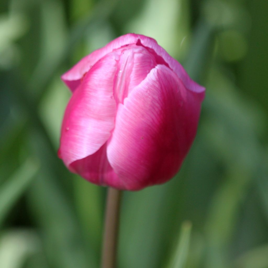 Tulipe simple hâtive Aafke