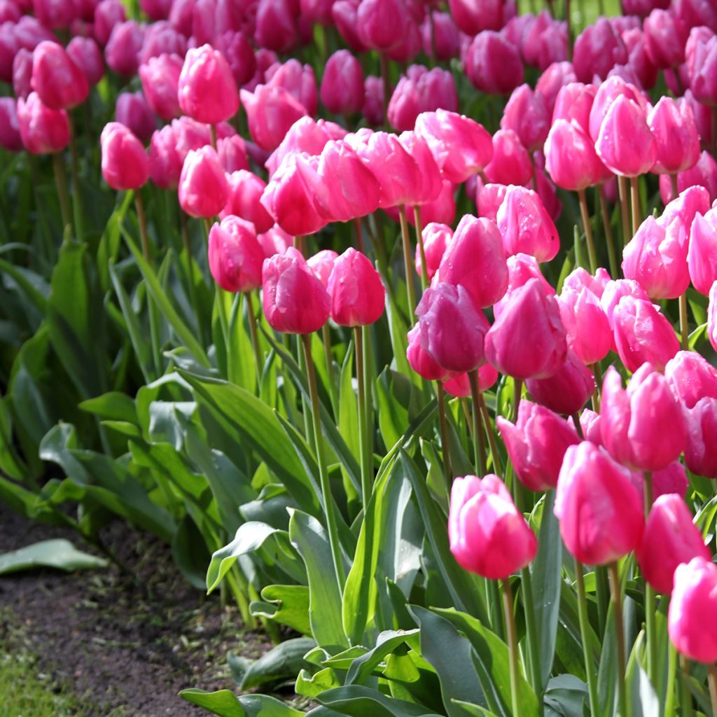 Tulipe simple hâtive Aafke