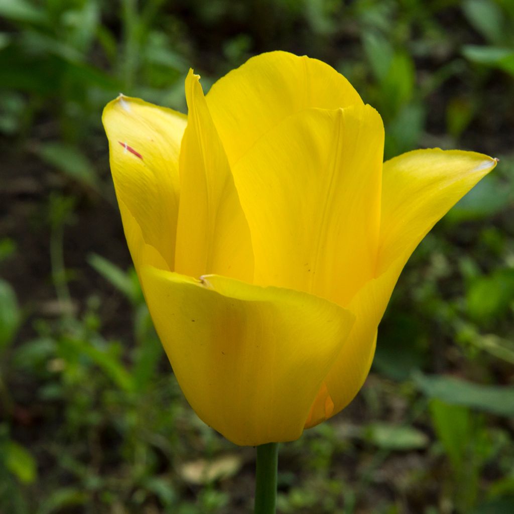 Tulipe simple tardive Big Smile
