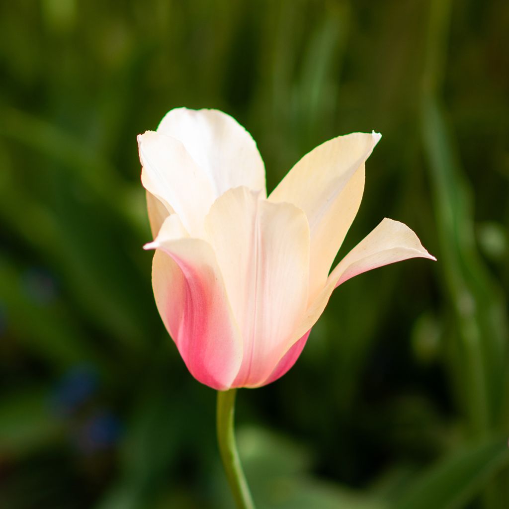 Tulipe simple tardive Blushing Lady