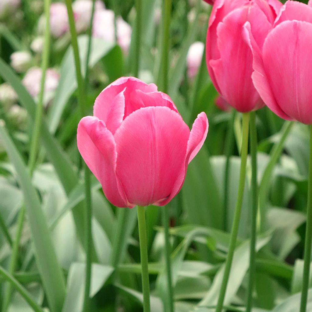Tulipe simple tardive Yosemite (Wilja)