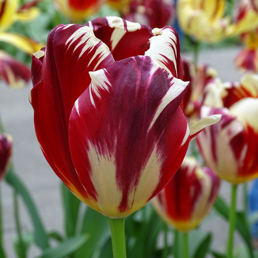 Tulipe triomphe Grand Perfection