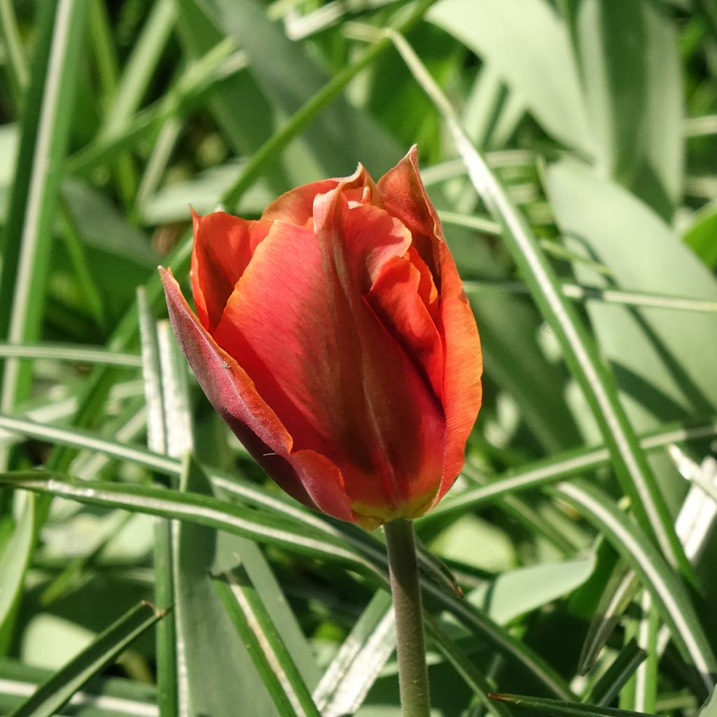 Tulipe viridiflora Artist