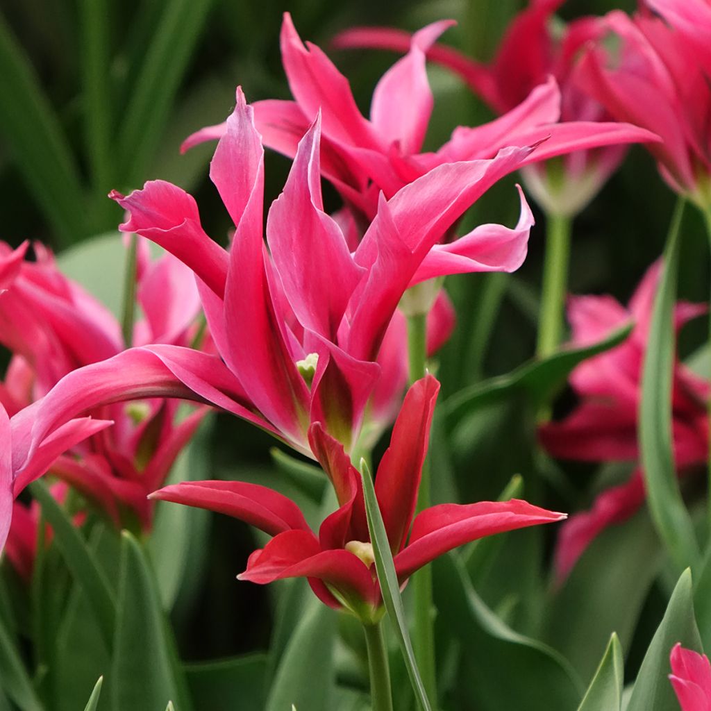 Tulipe viridiflora Doll's Minuet