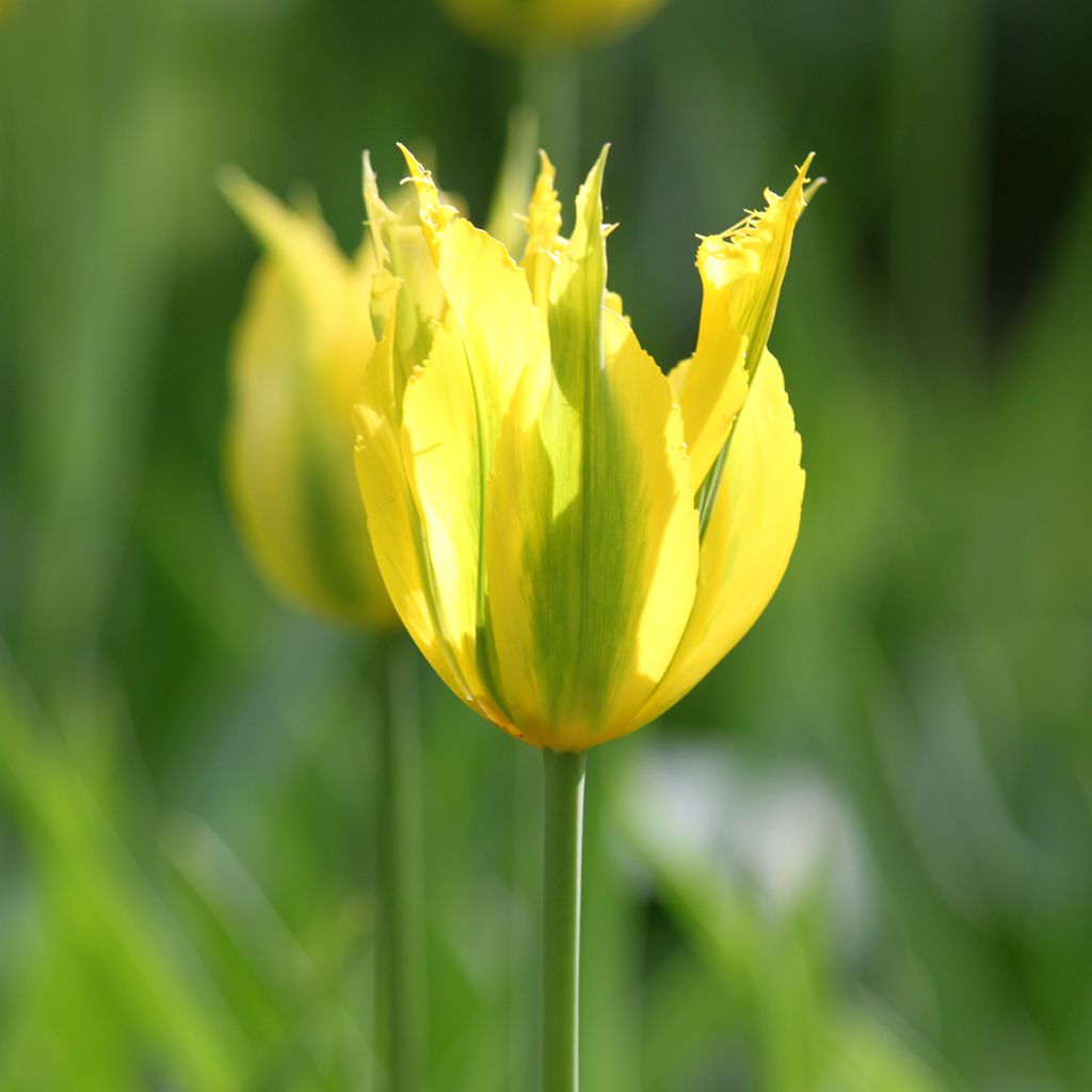Tulipe viridiflora Green Mile