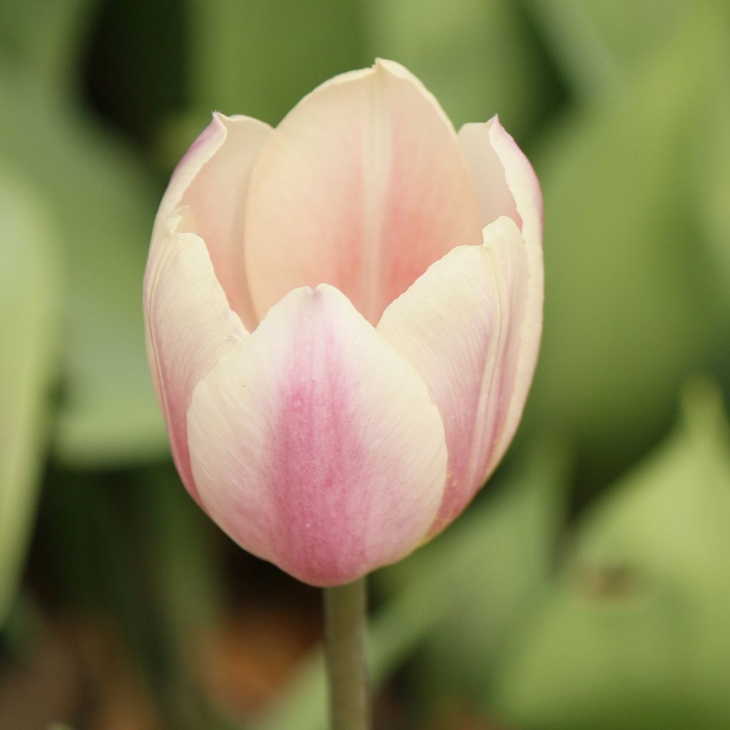 Tulipe Darwin Apricot Pride