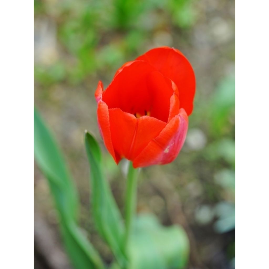 Tulipe Darwin Red Impression