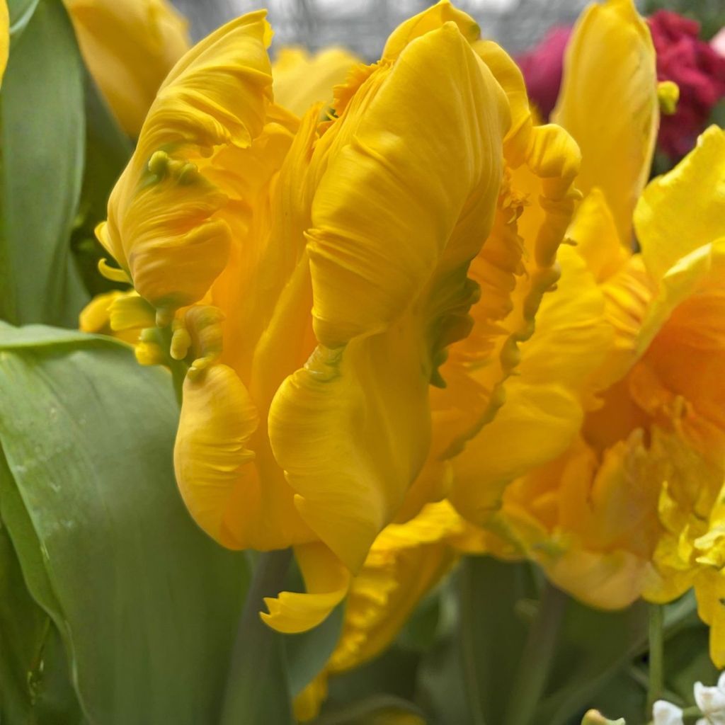 Tulipe Perroquet Gold Race