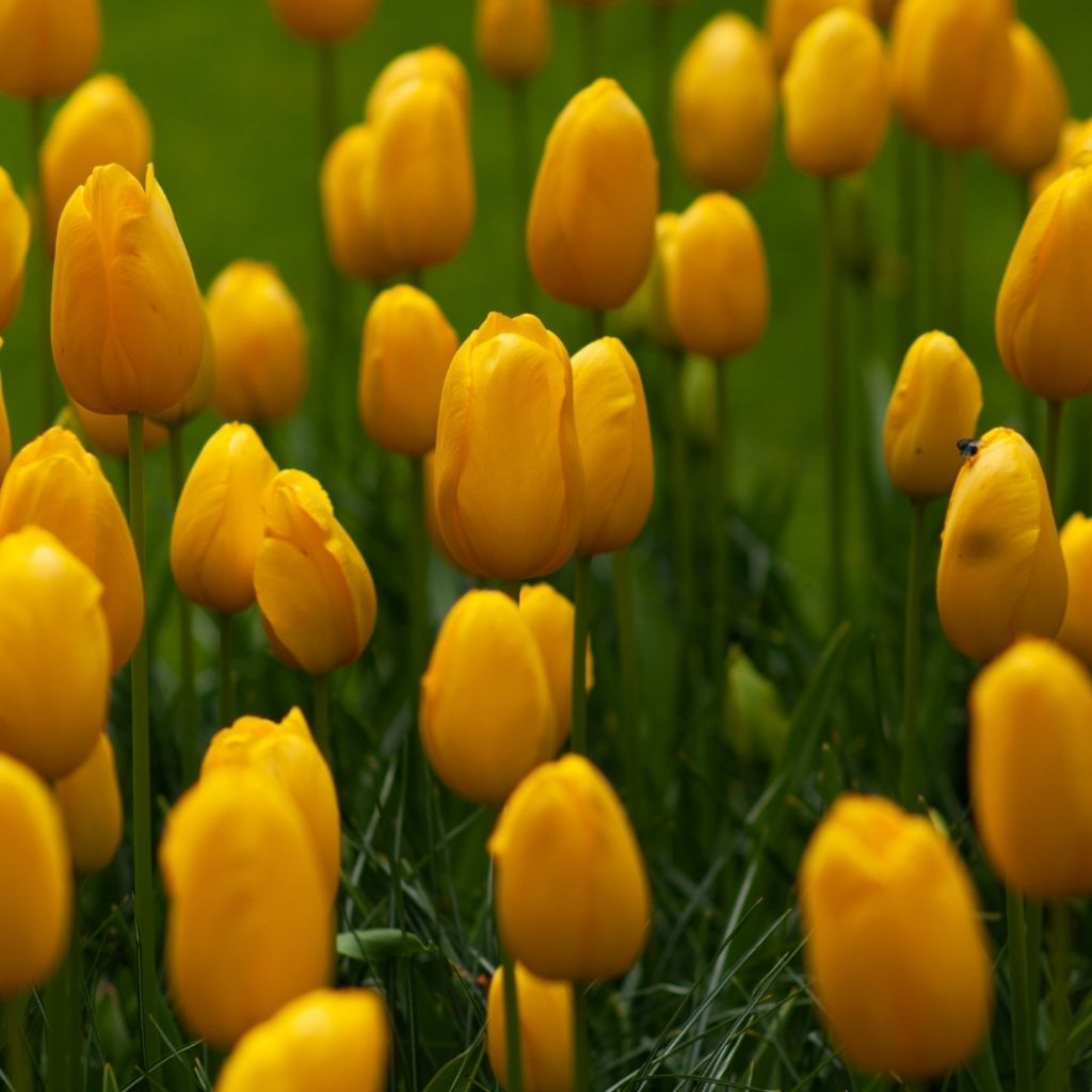 Tulipe simple tardive Roi du Midi