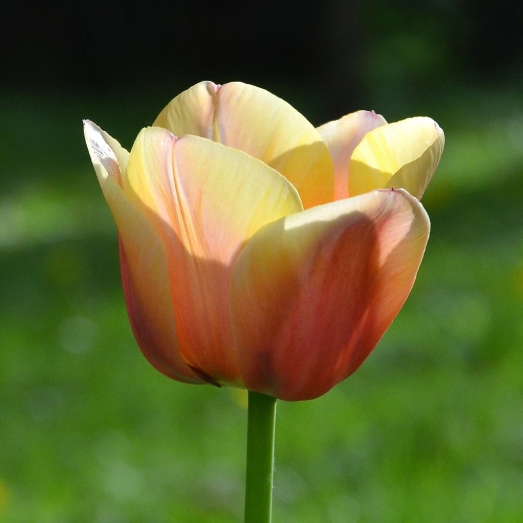 Tulipe Triomphe Apricot Foxx