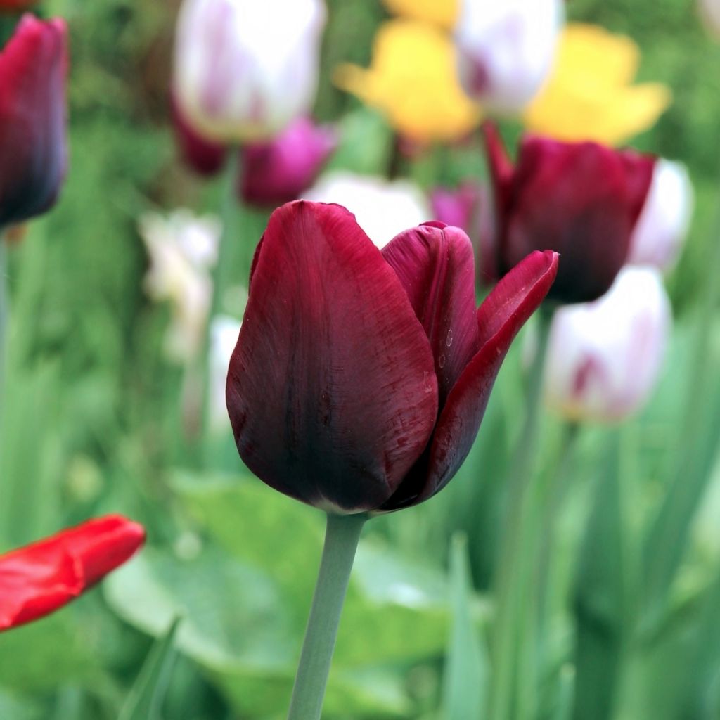 Tulipe Triomphe Jan Reus