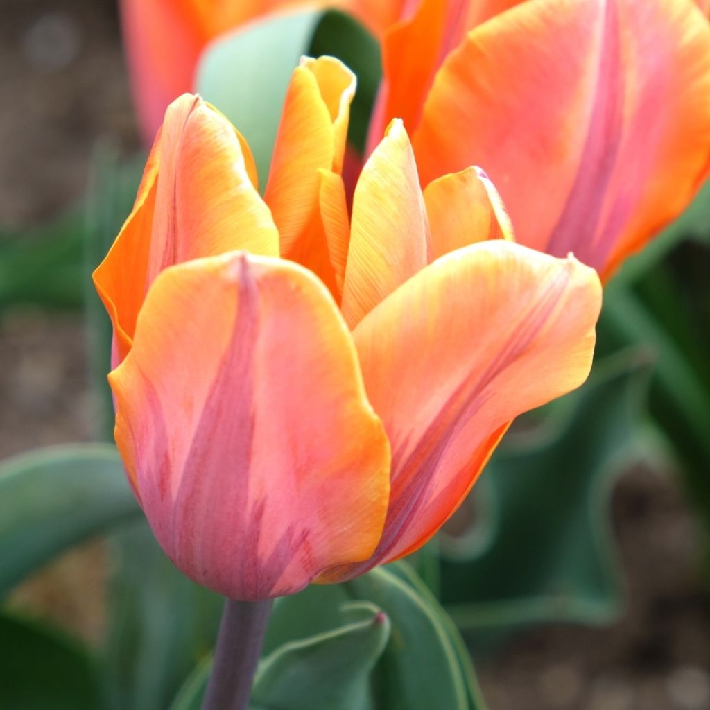 Tulipe Triomphe Princesse Irène