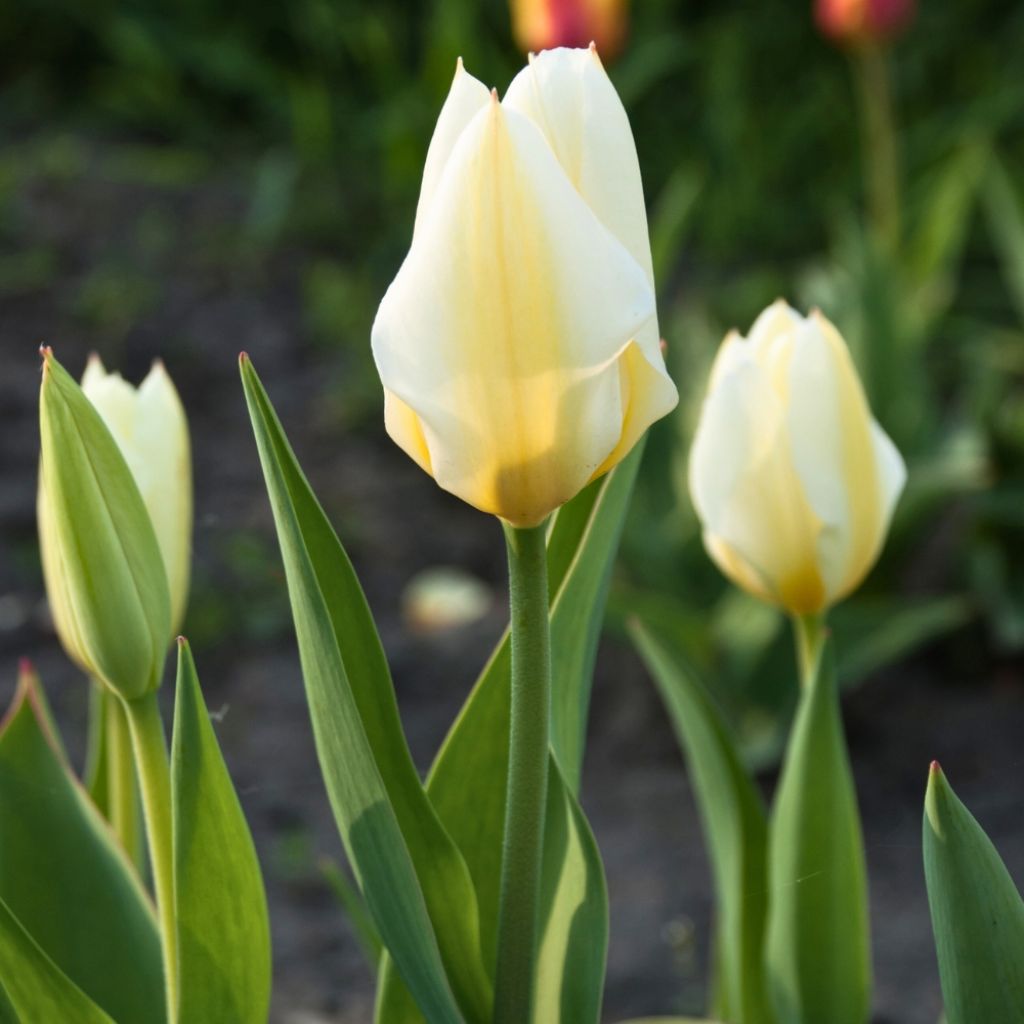 Tulipe fosteriana Purissima