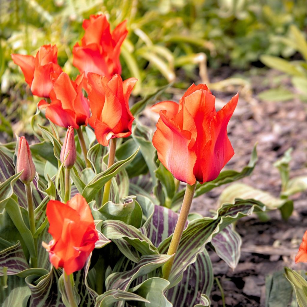 Tulipe botanique greigii Petit Chaperon Rouge