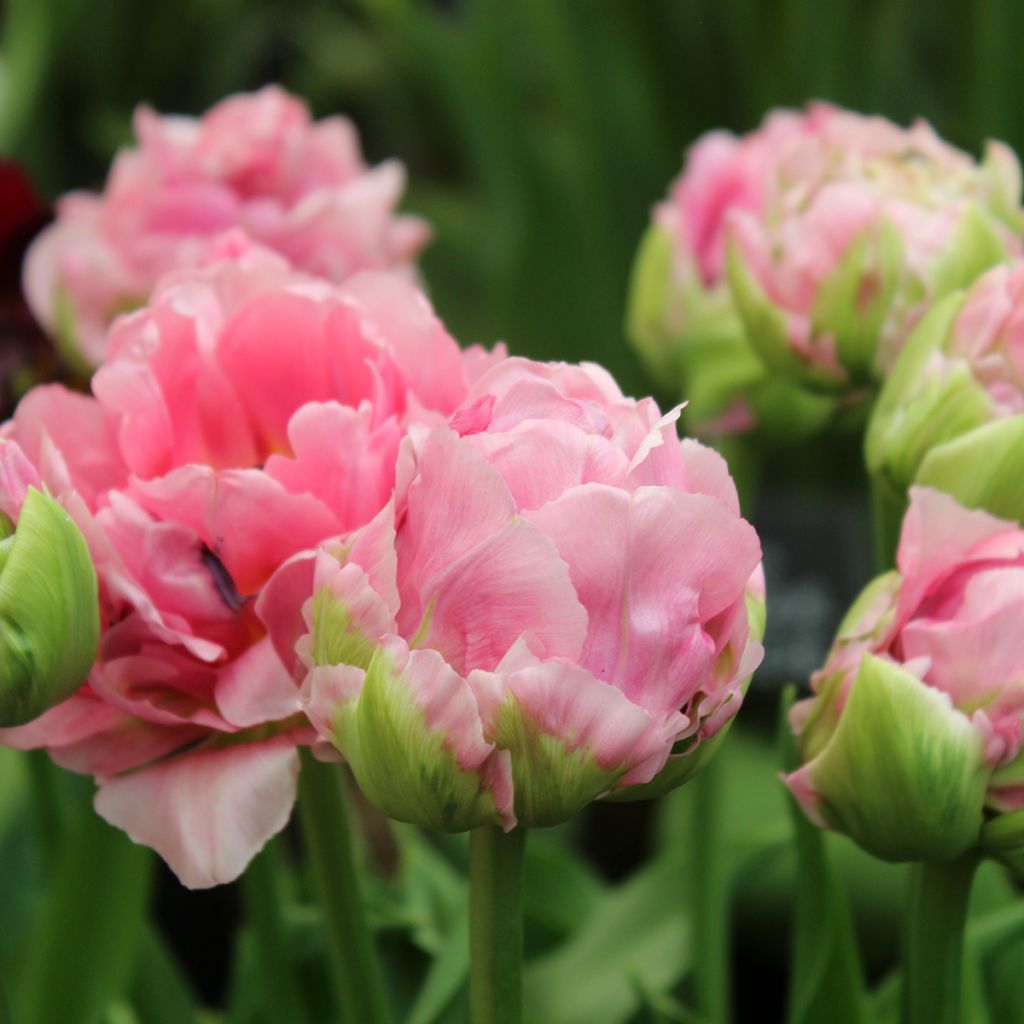 Tulipe Double Tardive Double Arosa