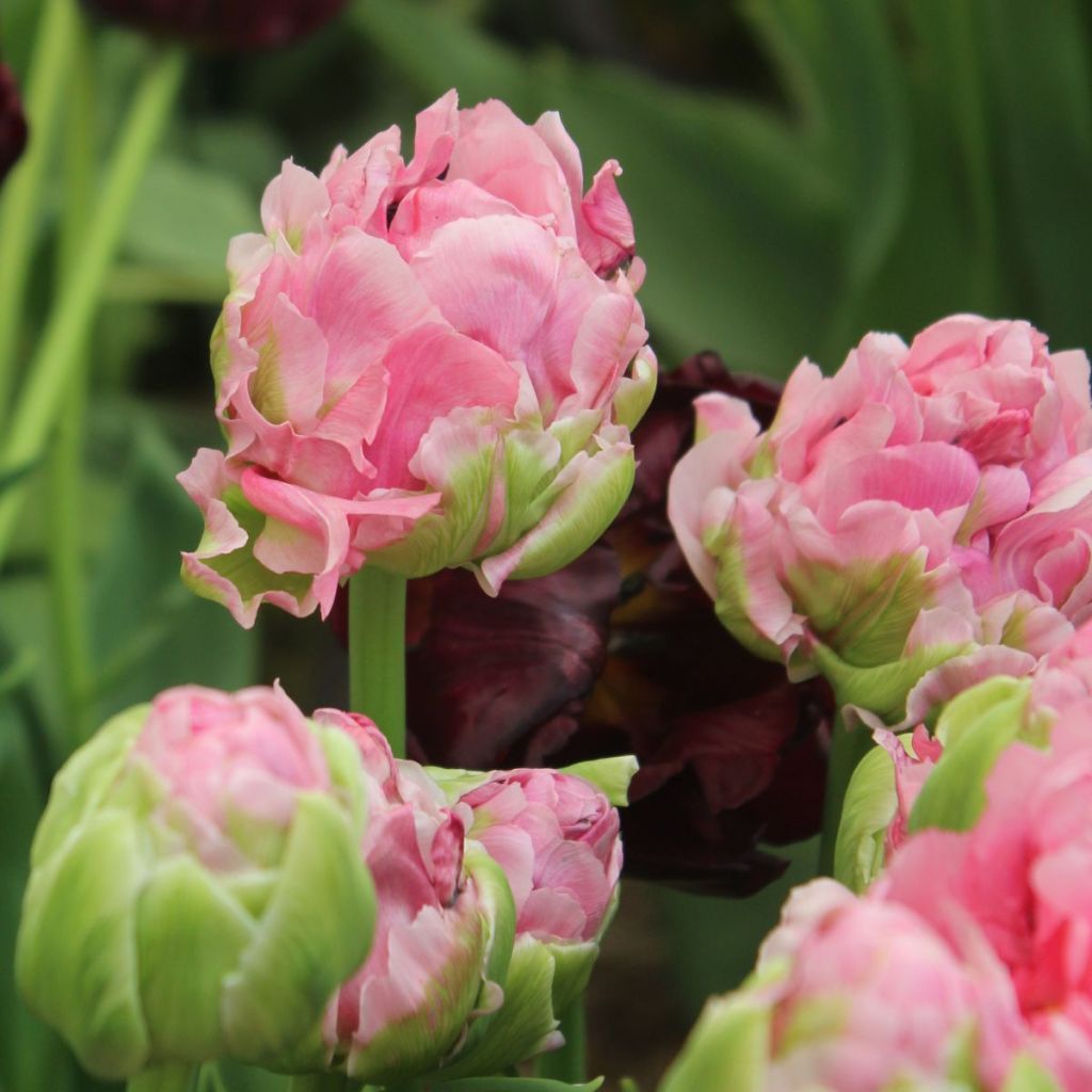 Tulipe Double Tardive Double Arosa