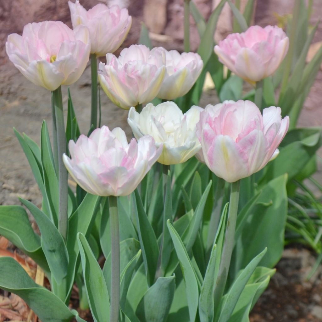 Tulipe double tardive Angelique - Tulipe à fleurs de pivoine