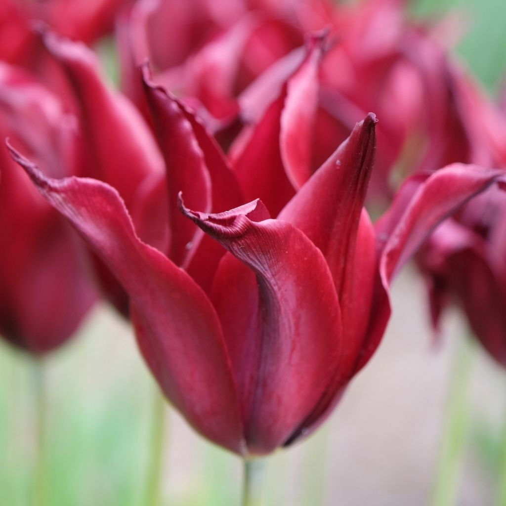 Tulipe Fleur de Lis Sarah Raven 