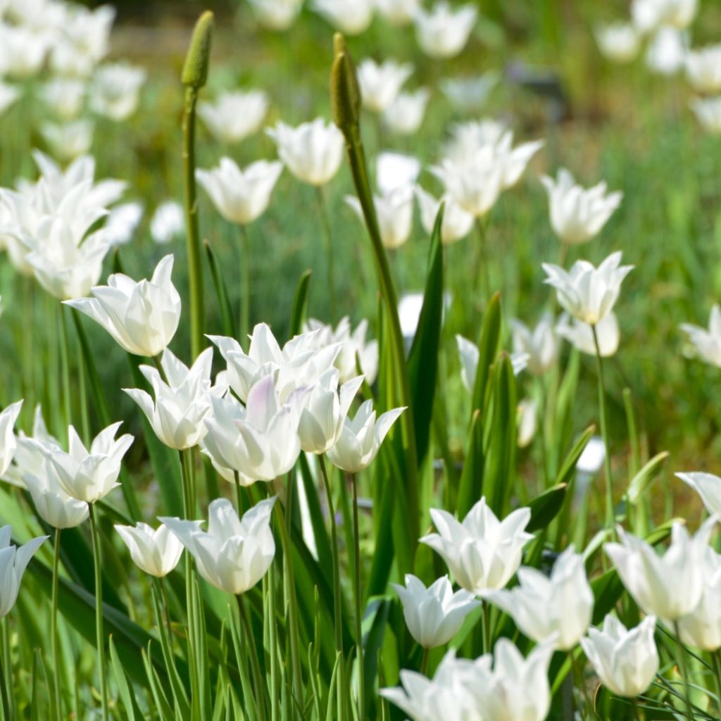 Tulipe Fleur de Lis White Triumphator