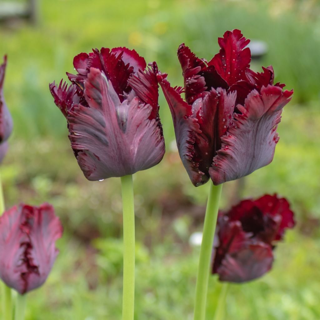 Tulipe Perroquet Black Parrot