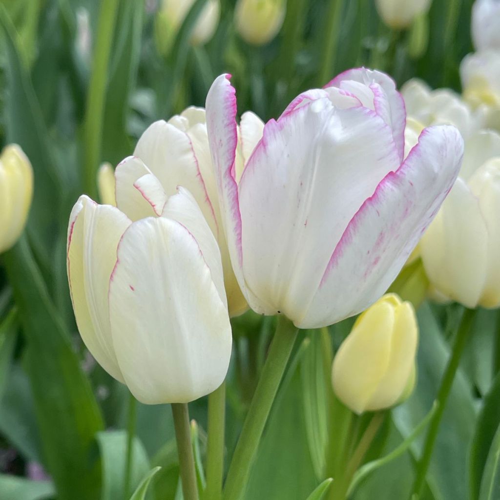 Tulipe pluriflore Emilie