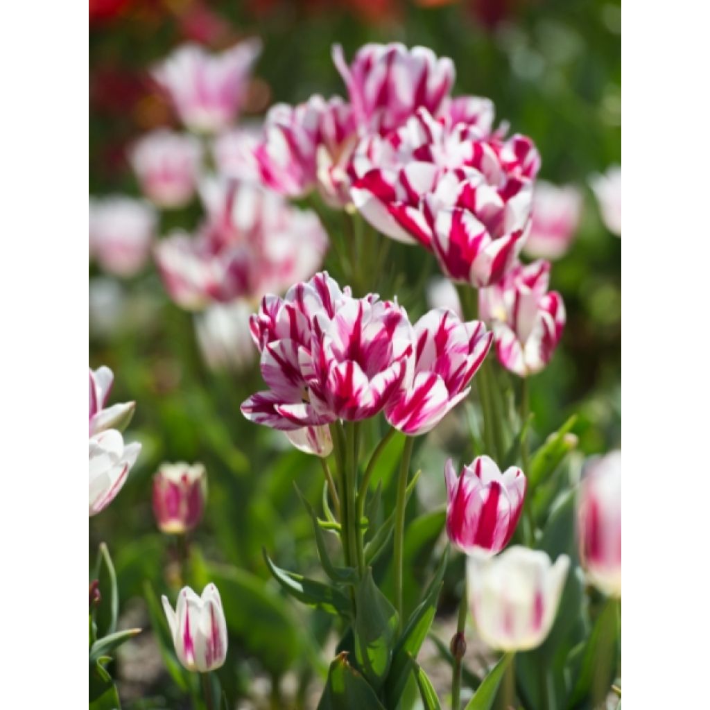 Tulipe pluriflore Flaming Club
