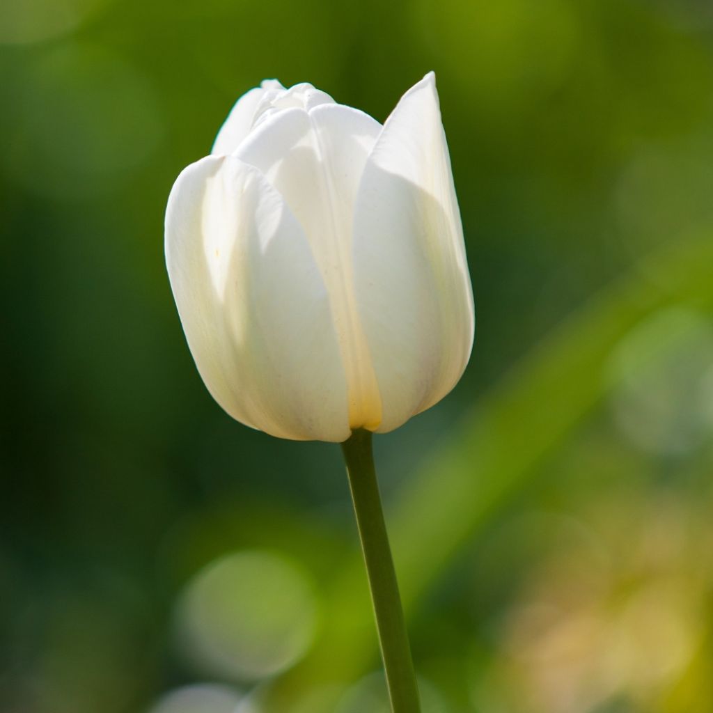 Tulipe simple tardive Maureen