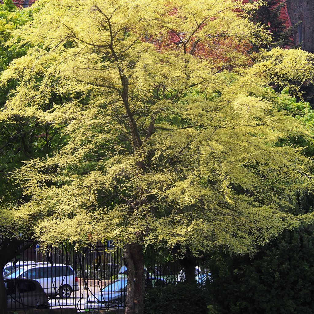 Ulmus parvifolia Geisha - Orme de Chine