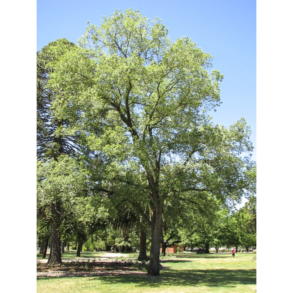 Ulmus minor Argenteovariegata - Orme champêtre panaché