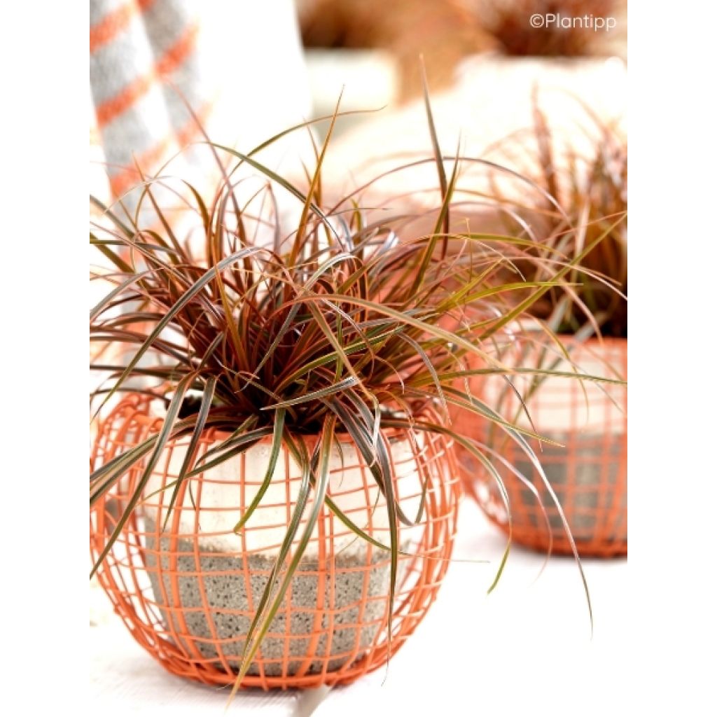 Uncinia rubra Everflame